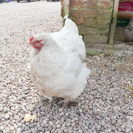 John Collingwood Bruce - Uk43558 * Bowness-on-Solway