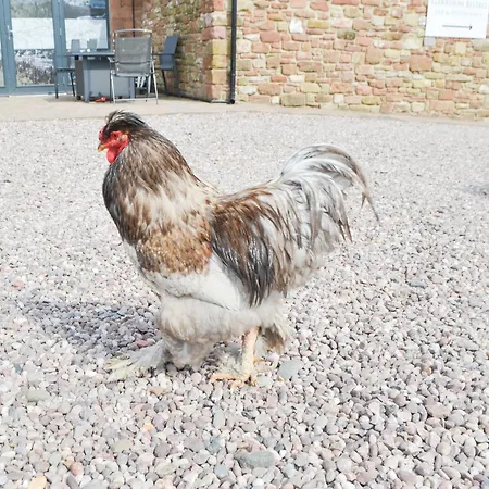 John Collingwood Bruce - Uk43558