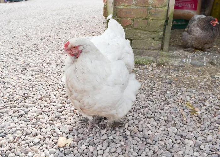 John Collingwood Bruce - Uk43558 * Bowness-on-Solway