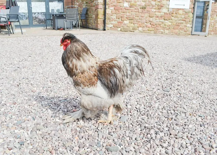 John Collingwood Bruce - Uk43558